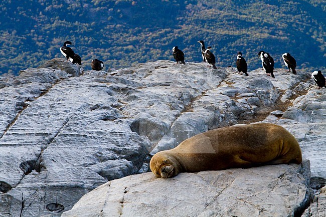 Manenrob op rots, South-American sea lion at rock stock-image by Agami/Menno van Duijn,