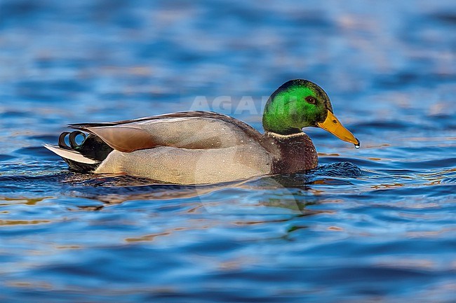 Adult drake Mallard (Anas platyrhynchos platyrhynchos) swimming in Etangs Maelaerts, Wolluwe, Brussels, Brabant, Belgium. stock-image by Agami/Vincent Legrand,