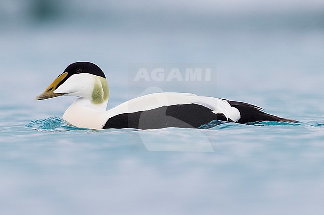 Common Eider (Somateria mollissima), adult male swimming stock-image by Agami/Saverio Gatto,