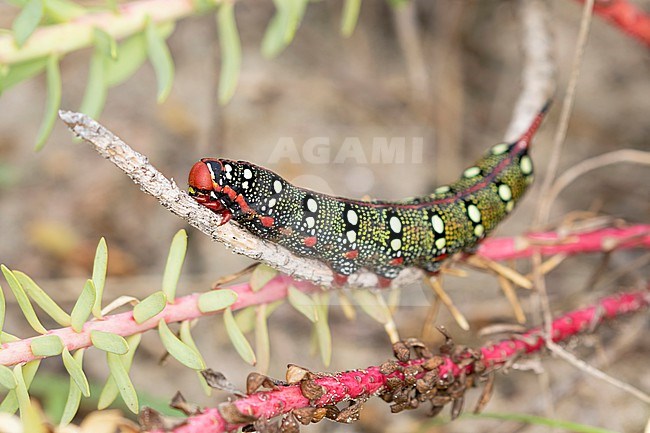 A caterpillar from the Spurge hawk-moth, Hyles euphorbiae, Wolfsmelkpijlstaart on a stick. stock-image by Agami/Jacob Garvelink,