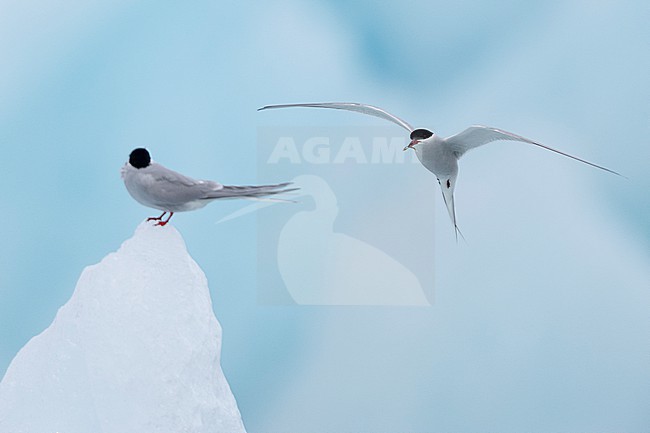 Arctic Tern (Sterna paradisaea), adult male  bringing a nuptial gift to the female, Southern Region, Iceland stock-image by Agami/Saverio Gatto,