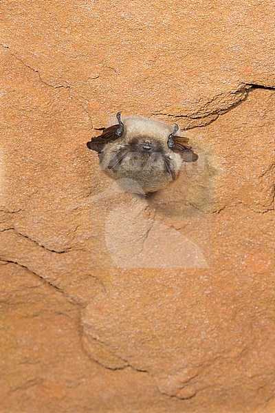 Whiskered bat hibernating in a batcave stock-image by Agami/Theo Douma,