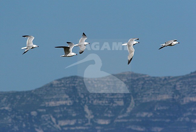 Audouins Meeuwen vliegend; Audouin's Gulls flying stock-image by Agami/Karel Mauer,