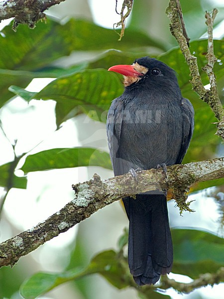 Witvoorhoofdtrappist, White-fronted Nunbird stock-image by Agami/Alex Vargas,