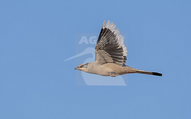 Adult male Grey Hypocolius, (Hypocolius ampelinus) flying over Kuwait City, Kuwait. stock-image by Agami/Vincent Legrand,