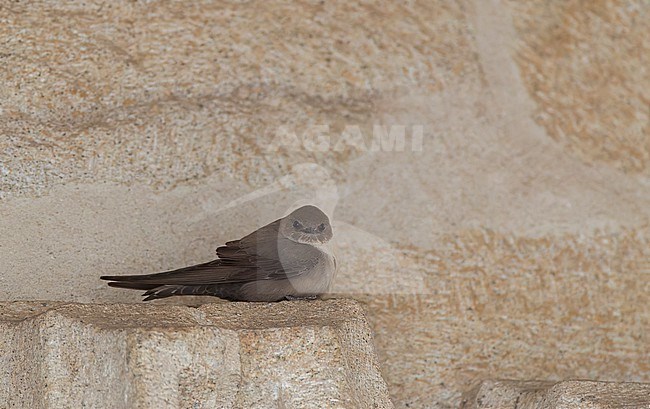 Crag Martin, Ptyonoprogne rupestris, perched on the wall of a church in central Spain. stock-image by Agami/Marc Guyt,