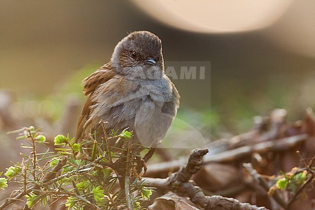 Dunnock - Heckenbraunelle - Prunella modularis ssp. modularis, Germany, adult stock-image by Agami/Ralph Martin,