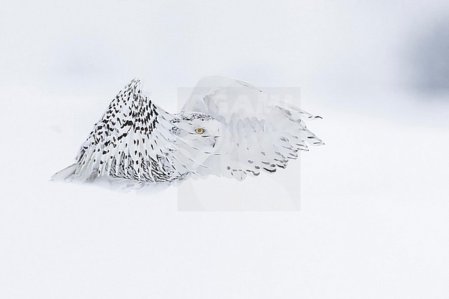 Snowy Owl (Bubo scandiacus) in snow covered landscape in Ontario Canada. stock-image by Agami/Marcel Burkhardt,