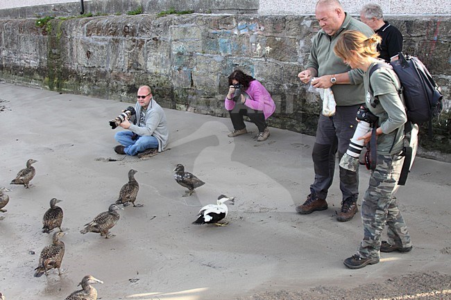 Eiders worden gevoerd, Common Eiders being fed stock-image by Agami/Chris van Rijswijk,