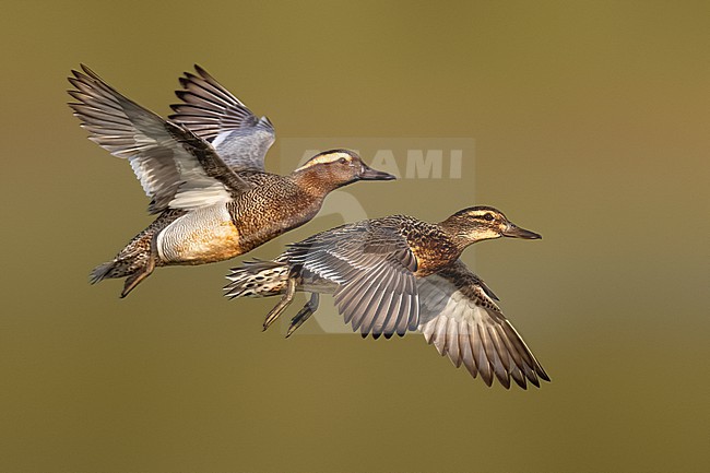 Male and female Garganey, Anas querquedula, in Italy. stock-image by Agami/Daniele Occhiato,