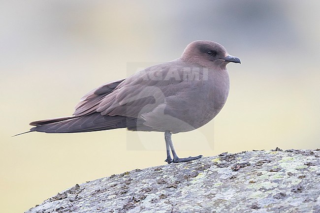 Parasitic Jaeger (Stercorarius parasiticus), dark morph adult standing on a rock stock-image by Agami/Saverio Gatto,