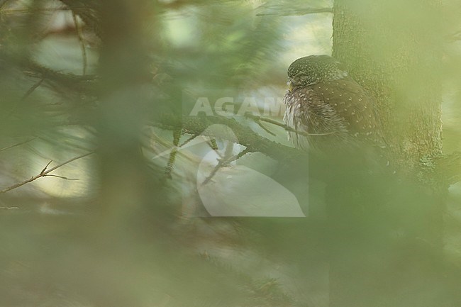 Eurasian Pygmy-Owl - Sperlingskauz - (Glaucidium passerinum ssp. passerinum, Germany, adult stock-image by Agami/Ralph Martin,