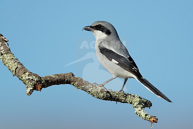 Adult Loggerhead Shrike (Lanius ludovicianus) wintering in Riverside County, California, USA. stock-image by Agami/Brian E Small,