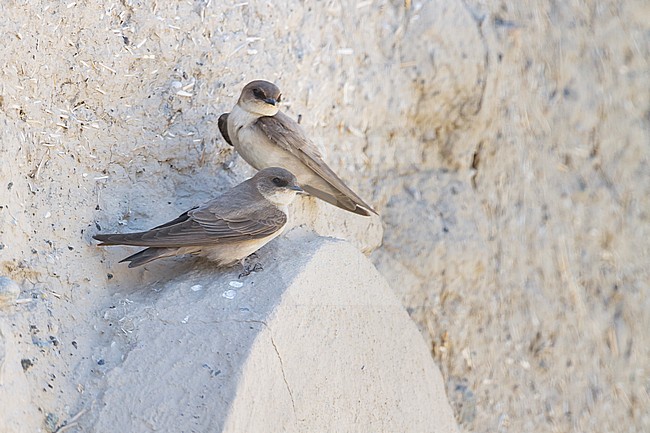 Pale crag Martin (Ptyonoprogne obsoleta), perched in Oman stock-image by Agami/Ralph Martin,