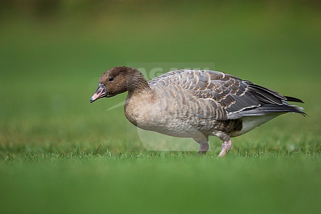 First-winter Pink-footed Goose (Anser brachyrhynchus) in urban area in Germany (Baden-Württemberg). stock-image by Agami/Ralph Martin,
