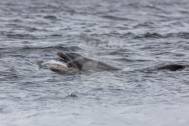 Atlantic Bottle-nosed Dolphin (Tursiops truncatus) hunting Atlantic Salmon off Chanonry Point, Scotland, United Kingdom. stock-image by Agami/Vincent Legrand,