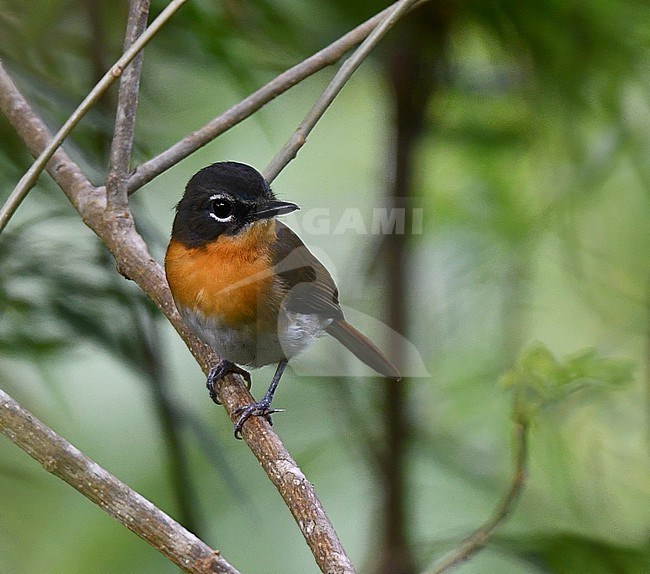 Female Palawan Blue Flycatcher (Cyornis lemprieri) on the island Palawan in the Philippines. stock-image by Agami/Laurens Steijn,
