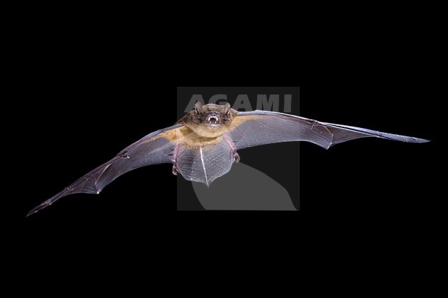Rosse Vleermuis in de vlucht; Common Noctule in flight stock-image by Agami/Theo Douma,