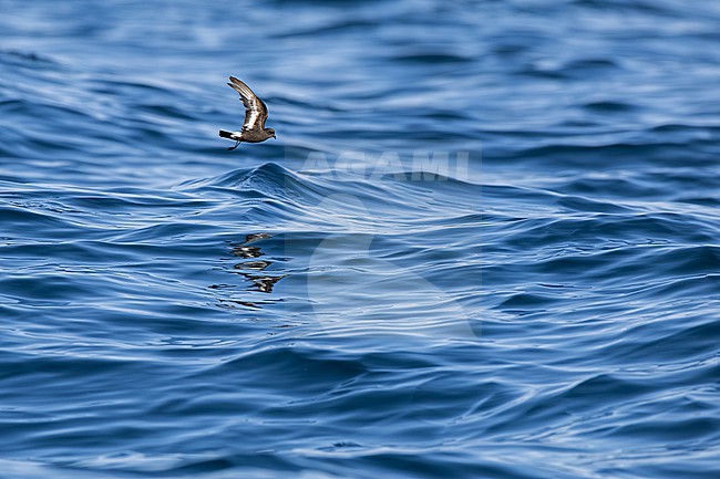  stock-image by Agami/Menno van Duijn,