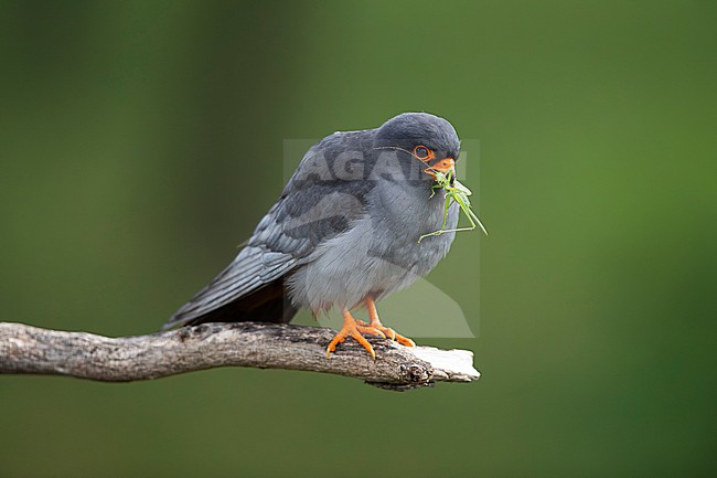 adult male red-footed falcon (Falco vespertinus) perching on a branch carrying a green grasshopper, found in Hortobagy National Park stock-image by Agami/Mathias Putze,