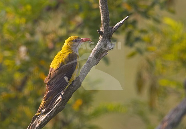 Golden Oriole female perched on branch; Wielewaal vrouw zittend op tak stock-image by Agami/Markus Varesvuo,
