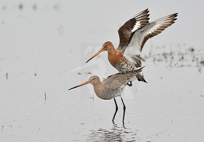 limosa limosa stock-image by Agami/Eduard Sangster,