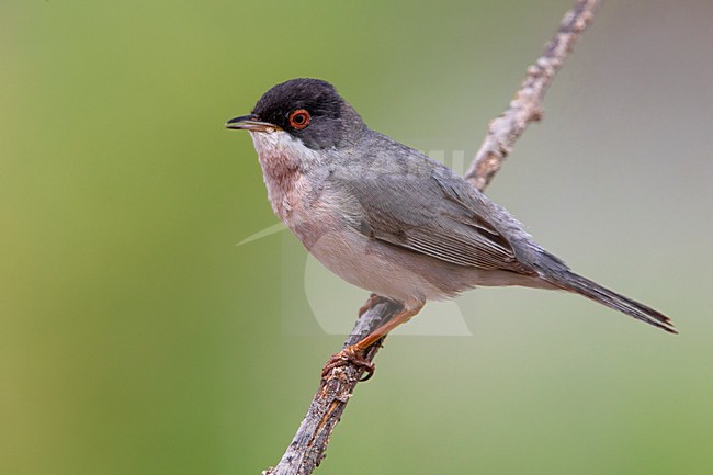 Mannetje MÃ©nÃ©trie's Zwartkop, Male MÃ©nÃ©tries's Warbler stock-image by Agami/Daniele Occhiato,