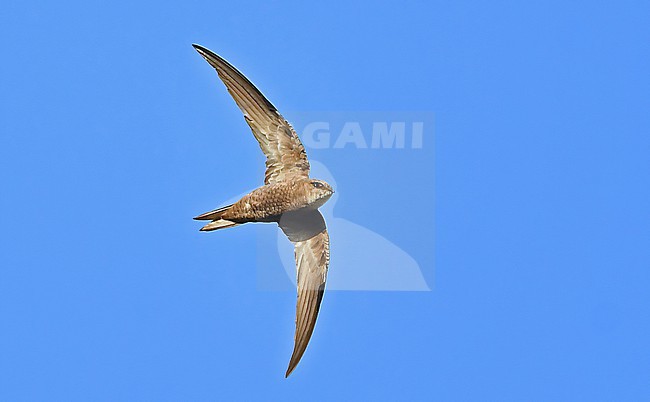  stock-image by Agami/Eduard Sangster,