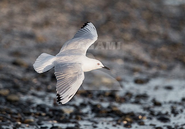 Black-billed Gull (Chroicocephalus bulleri) at Miranda, North island, New Zealand. stock-image by Agami/Marc Guyt,