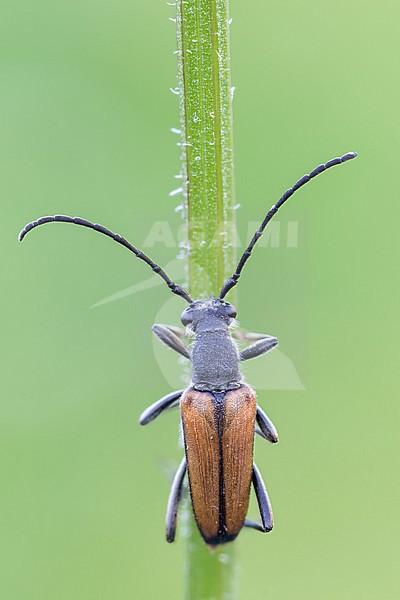 Anastrangalia reyi - Gebirgs-Halsbock, Germany (Baden-Württemberg), imago, male stock-image by Agami/Ralph Martin,