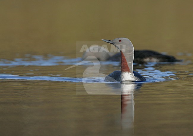 Zwemmende Roodkeelduikers ; Two swimming Red-throated Loon stock-image by Agami/Menno van Duijn,