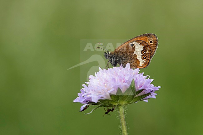 tweekleurig hooibeestje; Pearly Heath; stock-image by Agami/Walter Soestbergen,
