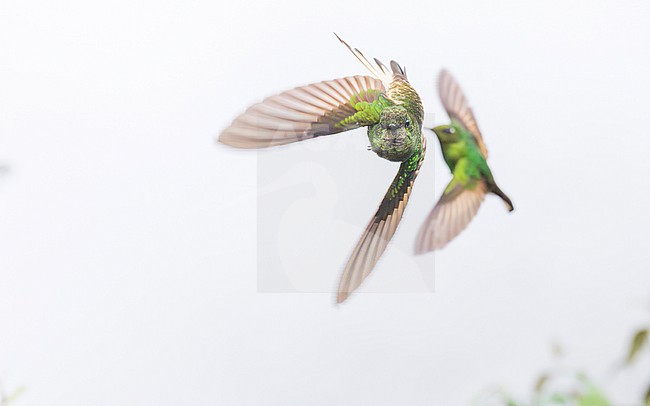 Buff-tailed Coronet (Boissonneaua flavescens) fighting stock-image by Agami/Lennart Verheuvel,