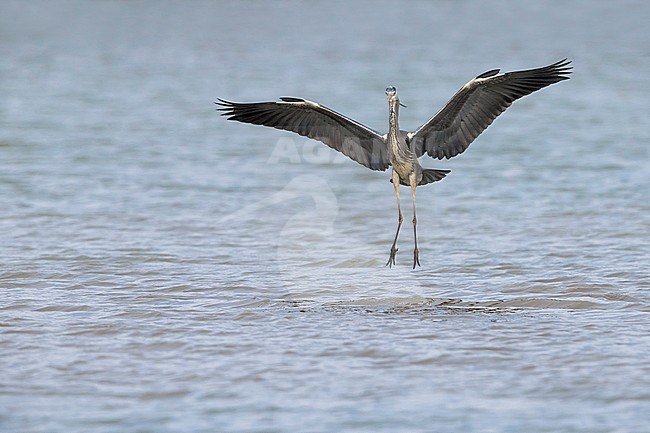 Grey Heron (Ardea cinerea) in flight stock-image by Agami/Daniele Occhiato,