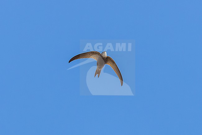 Pallid Swift (Apus pallidus)  from below in migration off at sea at Cap Blanc, Nouadhibou. stock-image by Agami/David Monticelli,