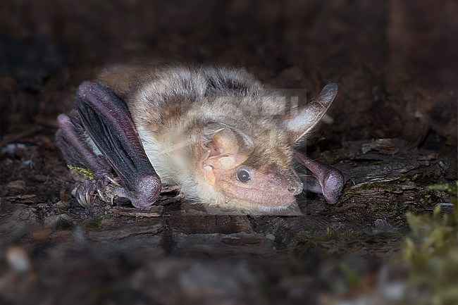 Greater Mouse-Eared Bat sitting on a tree stock-image by Agami/Theo Douma,