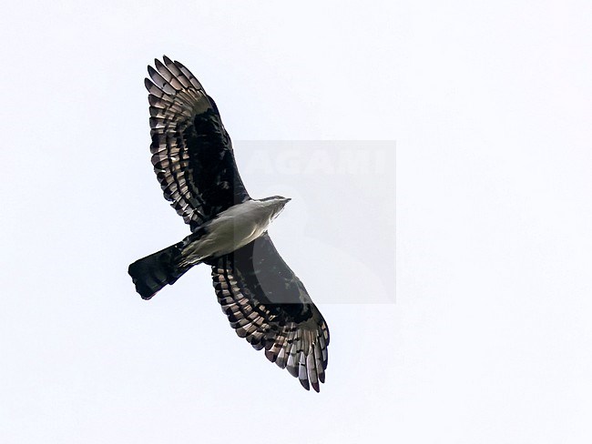 Cassin's Hawk-Eagle (Aquila africana) in Rwanda Flying overhead.. stock-image by Agami/Dani Lopez-Velasco,