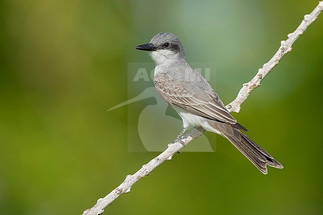 Adult Gray Kingbird (Tyrannus dominicensis) in Miami-Dade County, Florida, United States. stock-image by Agami/Brian E Small,