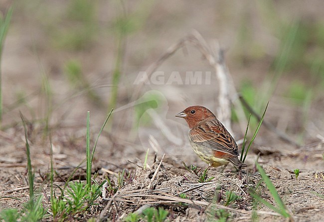 Chestnut bunting in the grass stock-image by Agami/Roy de Haas,
