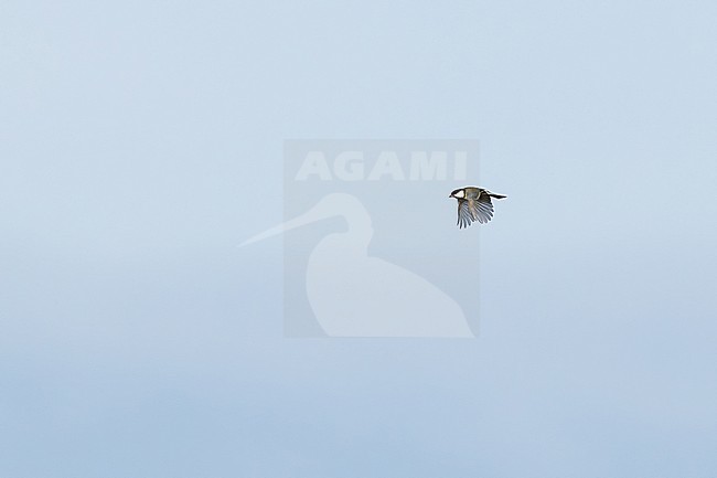 eurasian great tit (parus major) in flight, found at Fehmarn at the Baltic Sea in Germany stock-image by Agami/Mathias Putze,