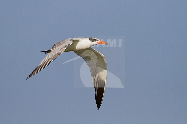 Reuzenstern; Caspian Tern; Sterna caspia, Oman, adult stock-image by Agami/Ralph Martin,