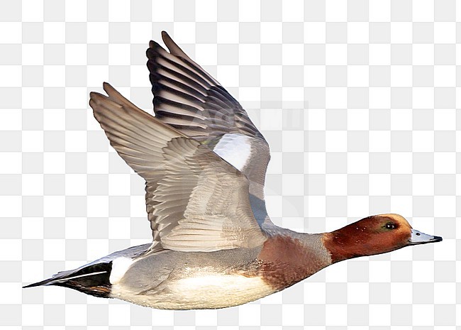 Vliegend mannetje Smient. Flying male Eurasian Wigeon stock-image by Agami/Ran Schols,