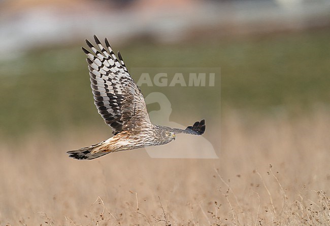 Female Hen Harrier (Circus cyaneus) flying and hunting low over fields in sideview showing underwing stock-image by Agami/Ran Schols,