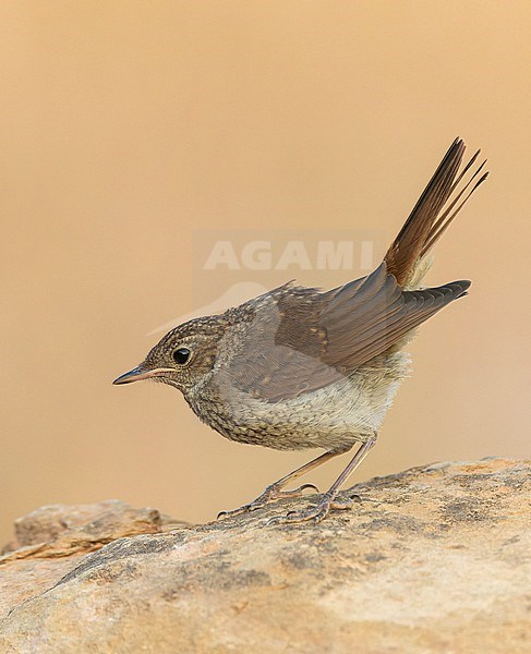 Juvenile Common Nightingale, Luscinia megarhynchos megarhynchos, during summer in northern Spain. stock-image by Agami/Marc Guyt,