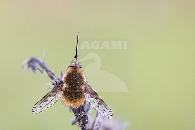 Bombylius medius - Mittlerer Wollschweber, Germany (Baden-Württemberg), imago, male stock-image by Agami/Ralph Martin,