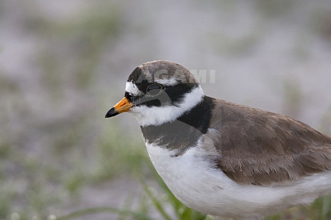 Common Ringed Plover close up; Bontbekplevier close-up stock-image by Agami/Marc Guyt,