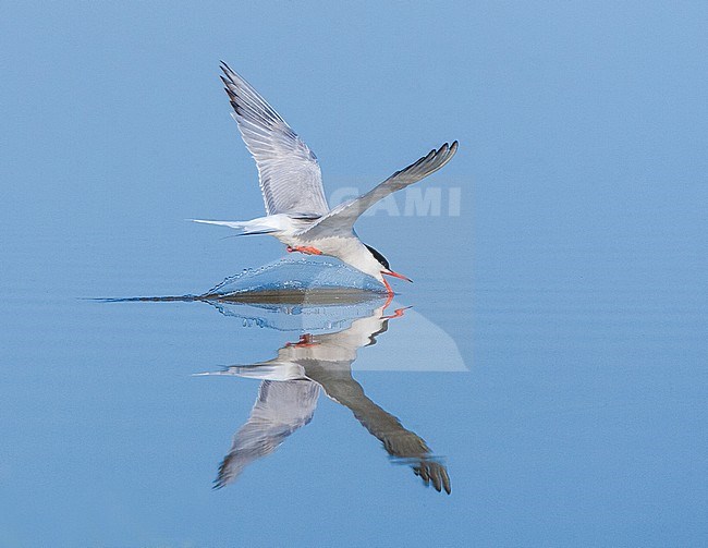 Adult Common Tern (Sterna hirundo) drinking water from a blue colored freswater lake near Skala Kalloni on the island of Lesvos, Greece. stock-image by Agami/Marc Guyt,