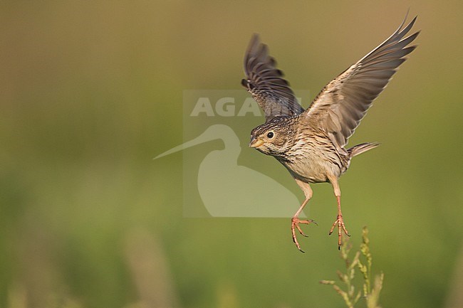 Corn Bunting - Grauammer - Miliaria calandra ssp. calandra, Hungary, adult stock-image by Agami/Ralph Martin,