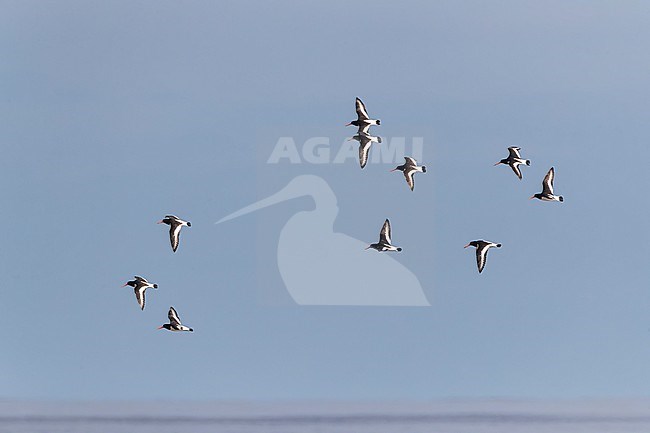 Eurasian Oystercatcher (Haematopus ostralegus) along the North Sea coast of the Netherlands. Flock in flight stock-image by Agami/Marc Guyt,