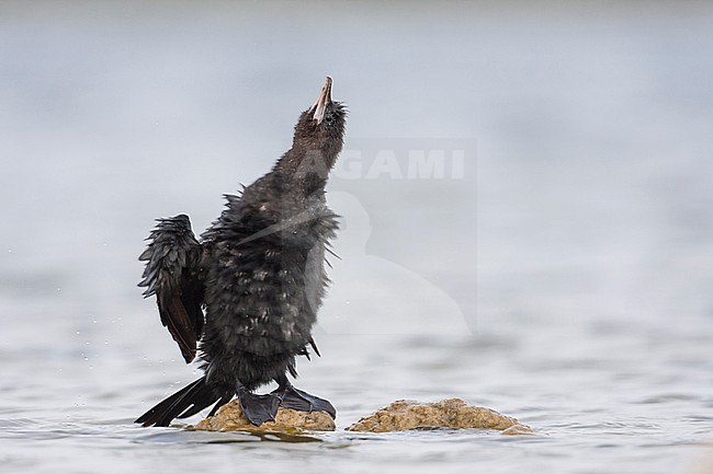Pygmy Cormorant - Zwergscharbe - Microcarbo pygmaeus, Croatia, adult stock-image by Agami/Ralph Martin,